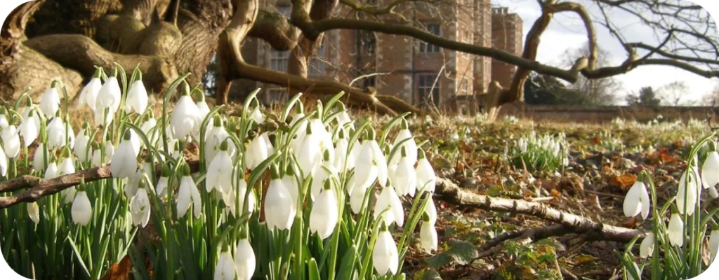 Snowdrops -Other Snowdrop Walks to Explore