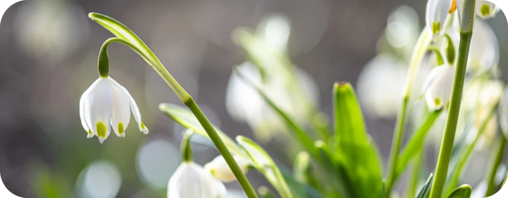 Snowdrops in North Norfolk – Best Spots to See Winter Blooms