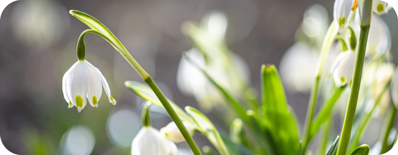 Snowdrops in North Norfolk – Best Spots to See Winter Blooms