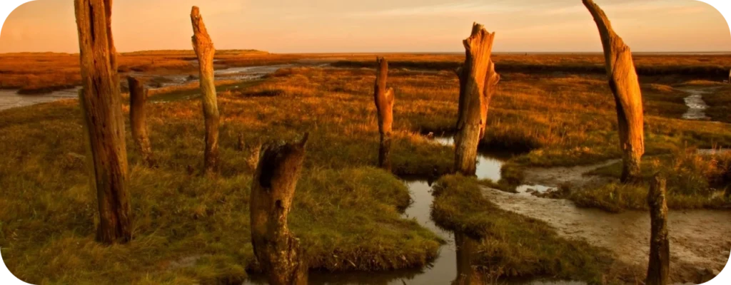 Picturesque Salt Marshes in North Norfolk
