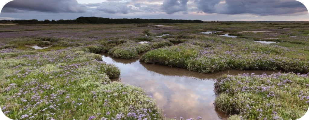 Salt Marshes in North Norfolk – Discover the UK’s Wild Coast