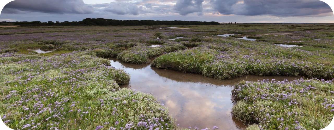 Salt Marshes in North Norfolk – Discover the UK’s Wild Coast