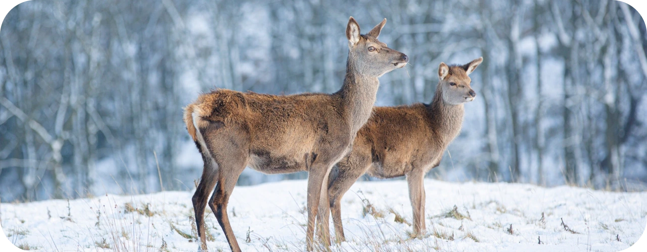Winter Wildlife in North Norfolk – What to See and Where to Go