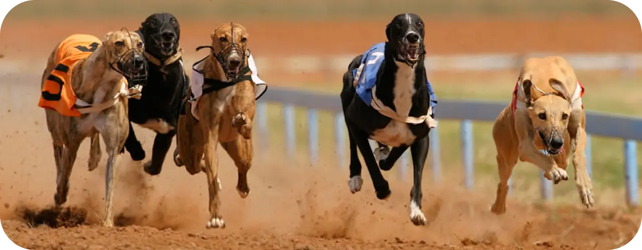 Greyhound Racing in Great Yarmouth: Fast-Paced Fun at the Stadium