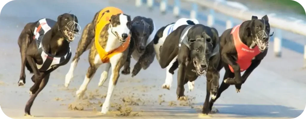 Why Greyhound Racing Appeals to Everyone
