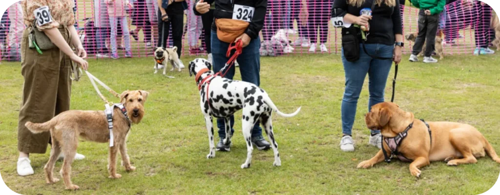 Fun Dog Shows and Competitions